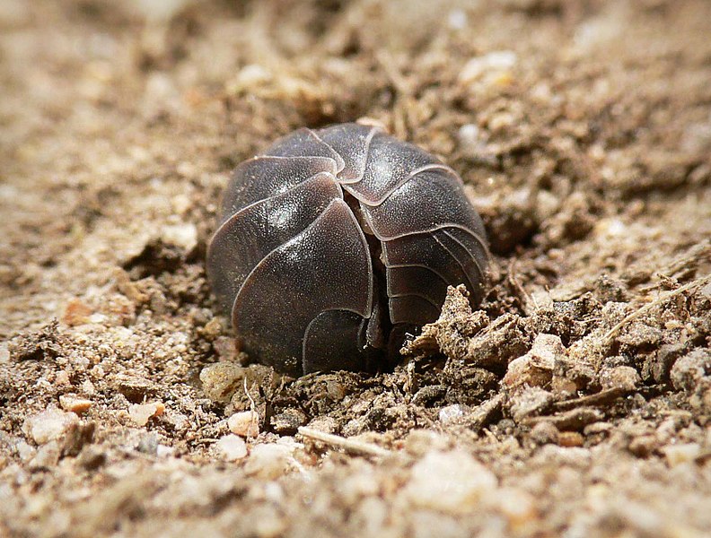 pill bugs aka sow bugs and roly polies