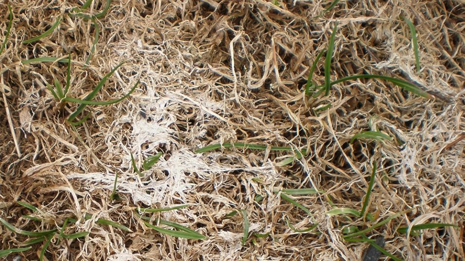 An example image of snow mold in grass