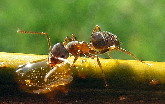Example image of ants - Insect Control