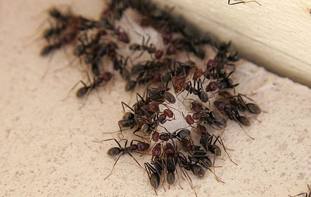 An example image of ants in a house (Insect Control)
