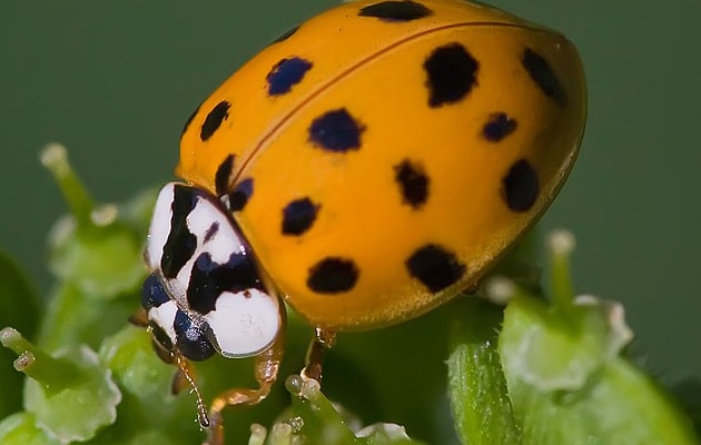 Example image of Asian Beetles