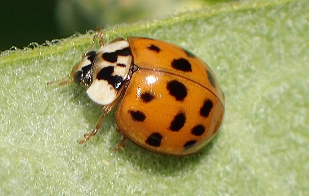 asian lady beetle - harmonia axyridis