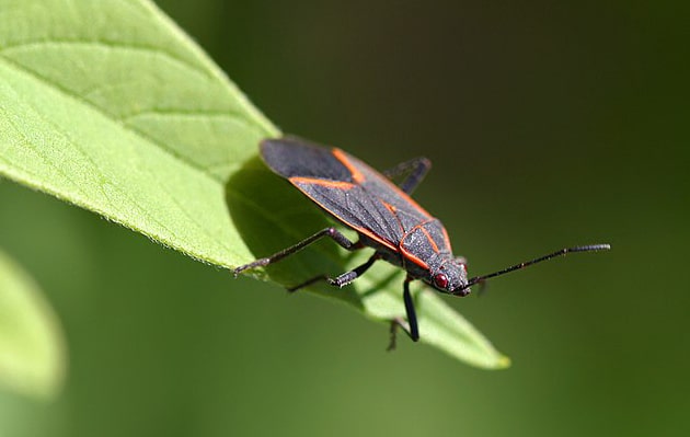 boxelder bugs, seed bugs, and true bugs