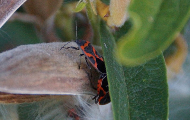 box elder bugs, true bugs, and seed bugs