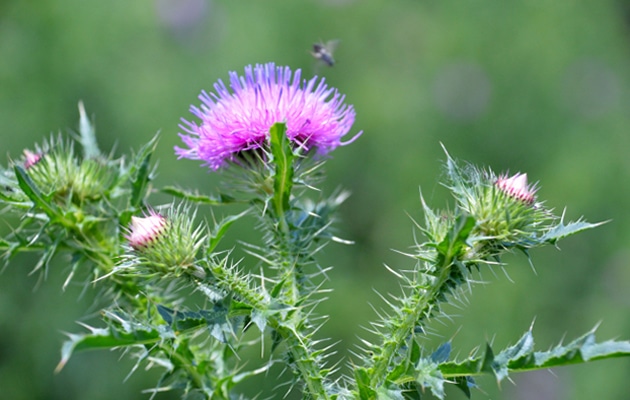 canadian thistle - asteraceae