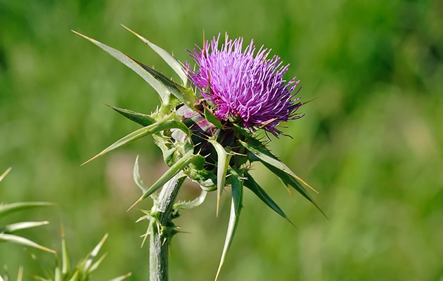 Example image of a thistle - Weed Control
