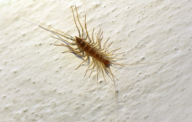 example image of House Centipedes
