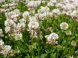 white clover - trifolium repens