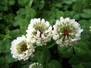 white clover - trifolium repens