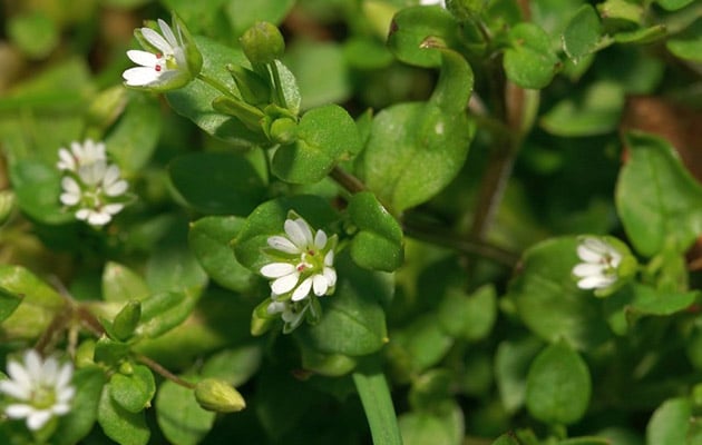 Example image of Chickweed (Stellaria Media) - Weed Control