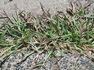 crabgrass - digitaria sangualis
