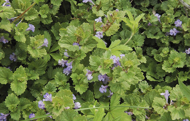 An example image of creeping charlie (ground ivy) - Weed Control