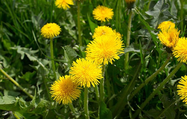 example of weeds that can be taken care of by Spring Touch Lawn Weed Control