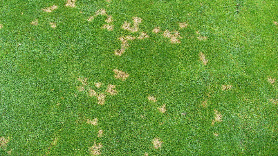 Example image of dollar spot