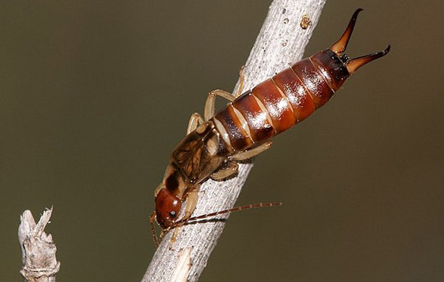earwigs - dermaptera