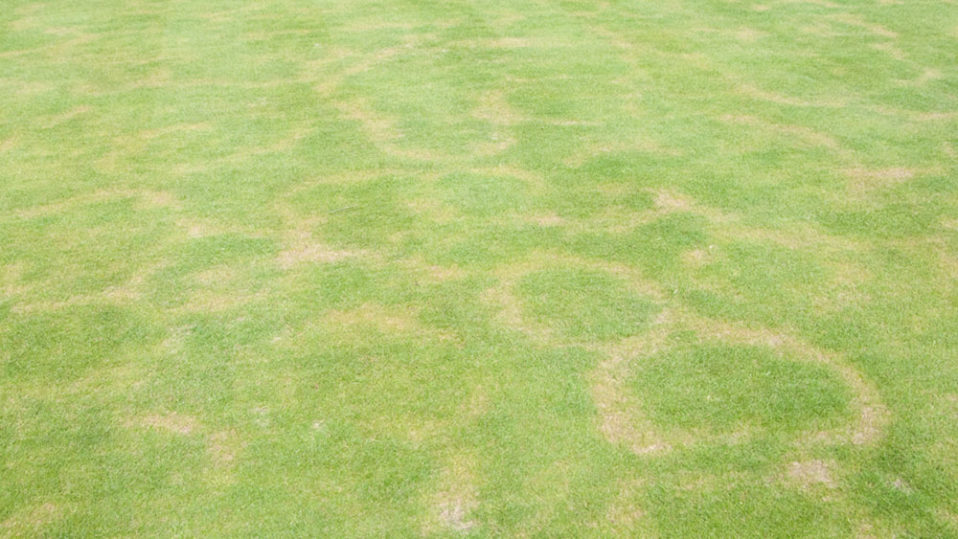 An example image of Fairy Ring