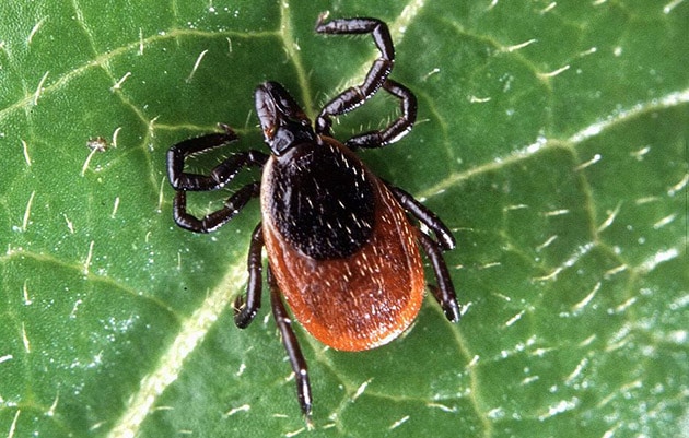 Example image of a common Tick