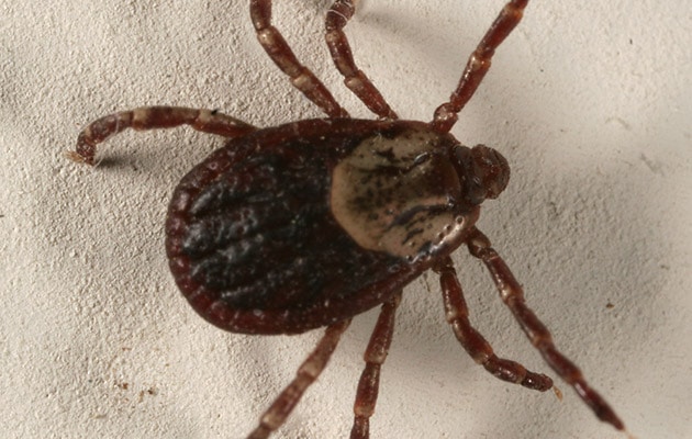 Example image of Fleas and Ticks