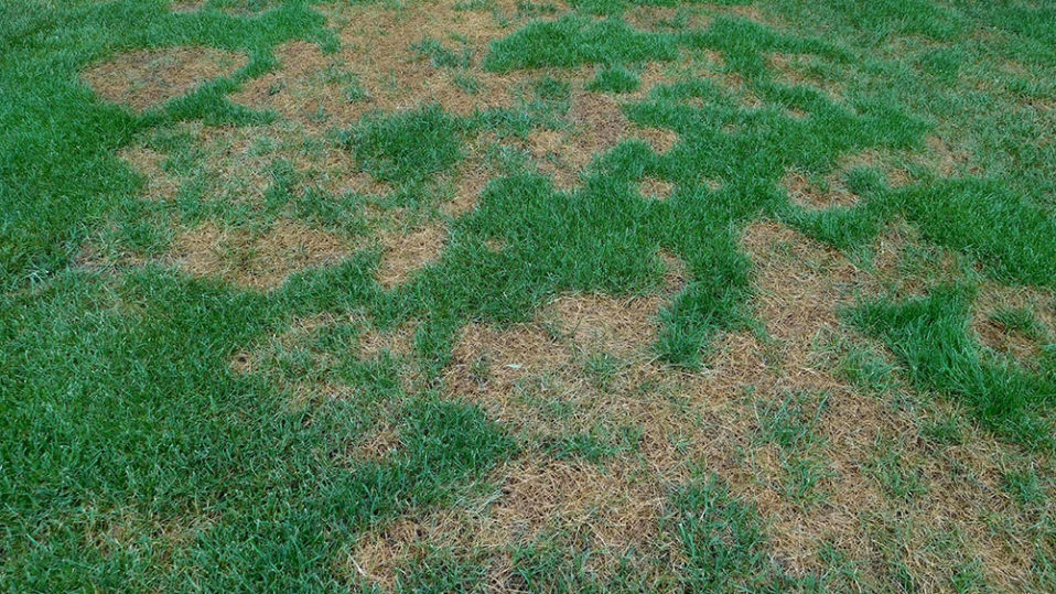 Example image of Leaf Spot lawn disease
