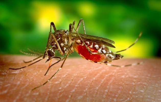 example image of mosquito on host