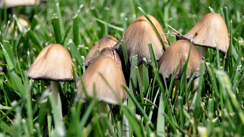 An example image of lawn mushrooms