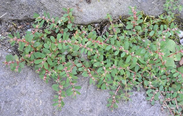 Example image of Spotted Spurge (Euphorbia Maculata)