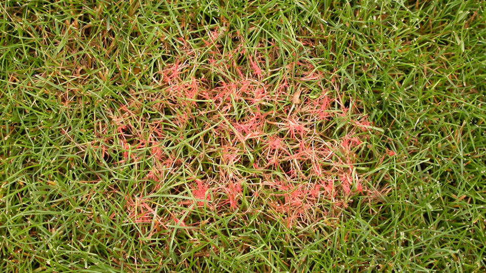 Example image of Pink Patch lawn disease.