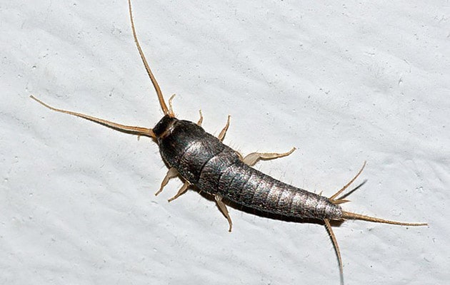 Example image of a Silverfish insect