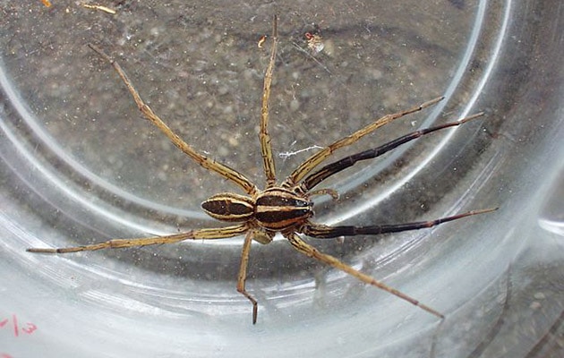 example image for spiders