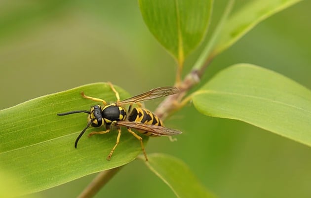 Example image of wasps - Insect Control
