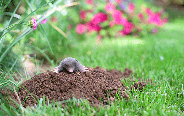 A mole peeking out of an otherwise pristine lawn.